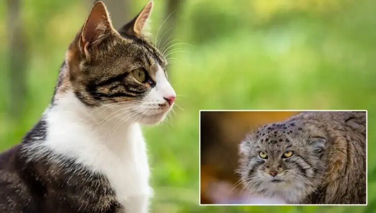Karar verdiler: 2050’ye kadar 2.5 milyon kedi öldürülecek