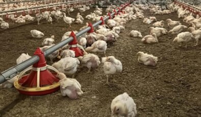 Yüz binlerce kümes hayvanı itlaf edildi