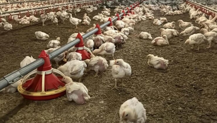 Yüz binlerce kümes hayvanı itlaf edildi